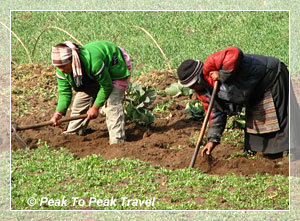 Farming in Nepal