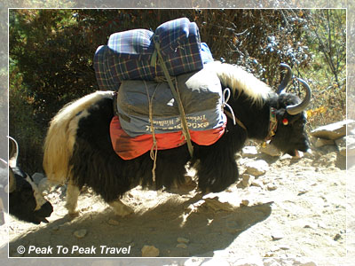 Yak carrying a load